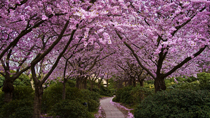 Cherry Blossom Picnic! thumbnail